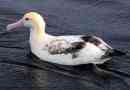 A white albatross a világ egyik legnagyobb madárja